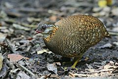 Scaly-breasted Partridge